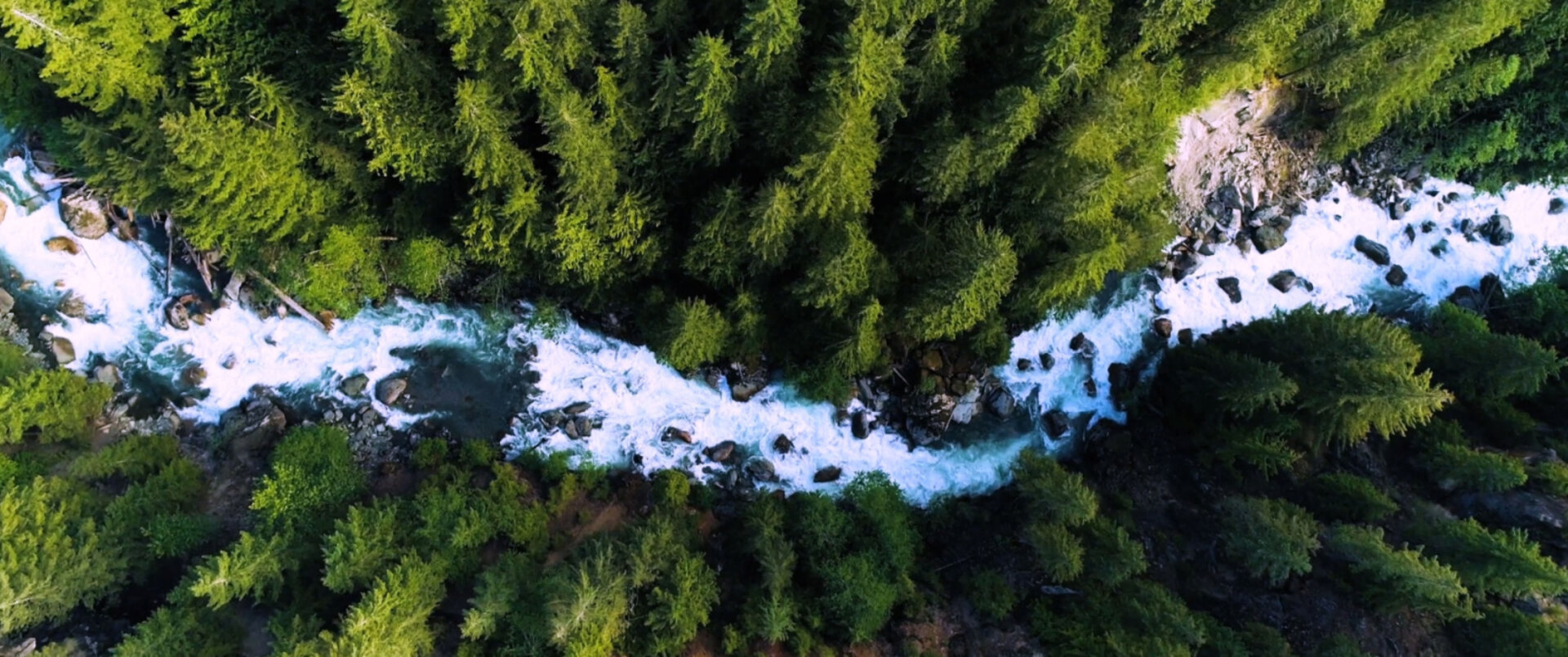 wild river crosses a forest green trees