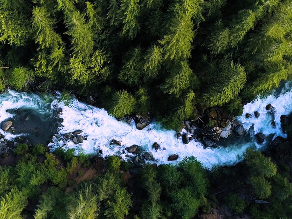 forest with a wild river crossing 